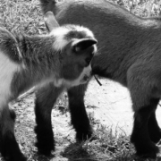 Unfall im Streichelzoo