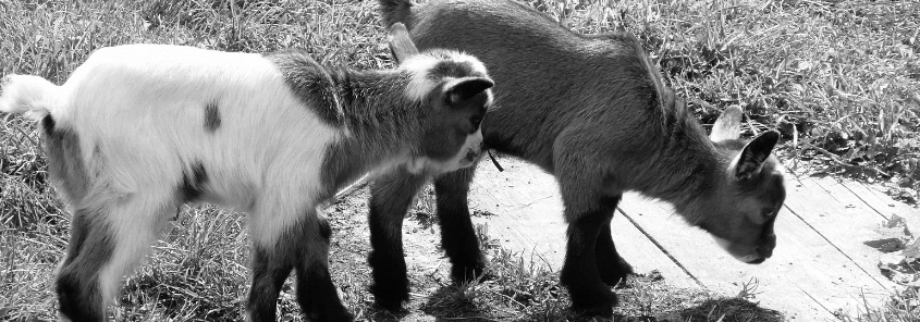 Unfall im Streichelzoo